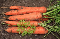 Морковь на зиму: простые правила