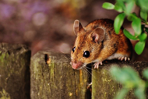 Полынь как средство борьбы с мышами