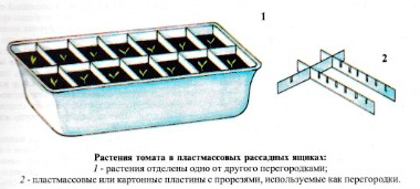 Выращивание рассады томатов 