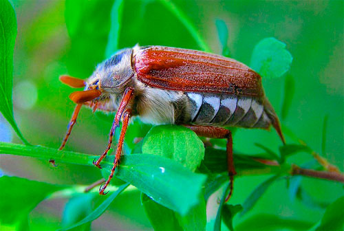 Как спастись от гусениц майского жука