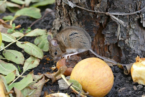 Мышь-полевка, общие  работы  в саду в декабре