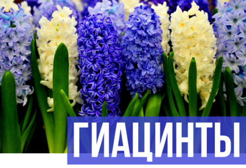 Гиацинт