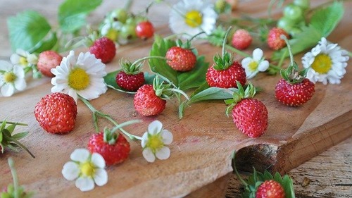 Внесезонная земляника