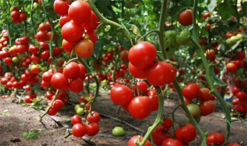 Какие помидоры лучше сажать в теплице для богатого урожая?