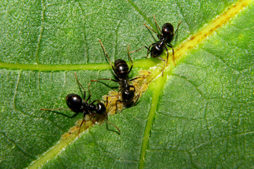 муравьи в теплице, как избавиться