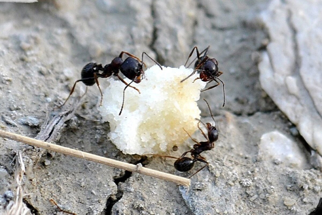 муравьи в теплице, как избавиться