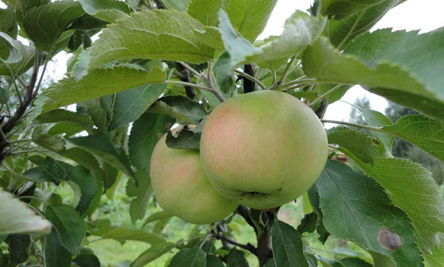 Как заложить яблочный сад