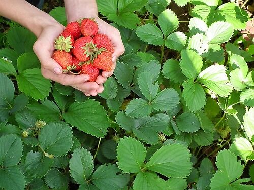 Преимущества посадки чеснока рядом с клубникой