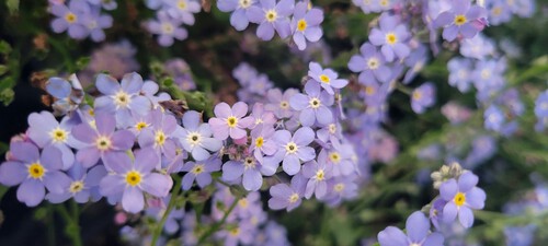Культурные сорняки или инвазивные садовые растения