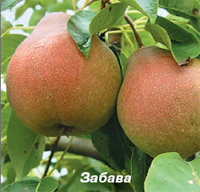 груша Забава