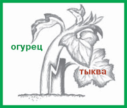 тыква